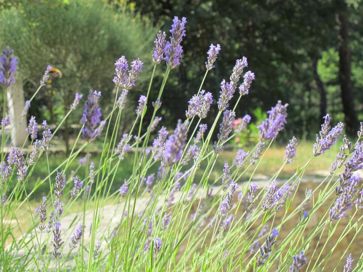 La Villa Du Petit Bois Les Lavandes Faucon  外观 照片